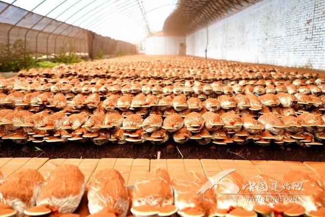 金屬膨脹節(jié)材料性能及外觀設計要點